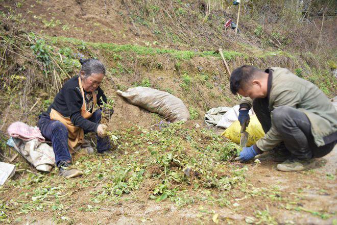 茶叶种植致富吗_致富茶叶种植方法_致富茶叶种植视频