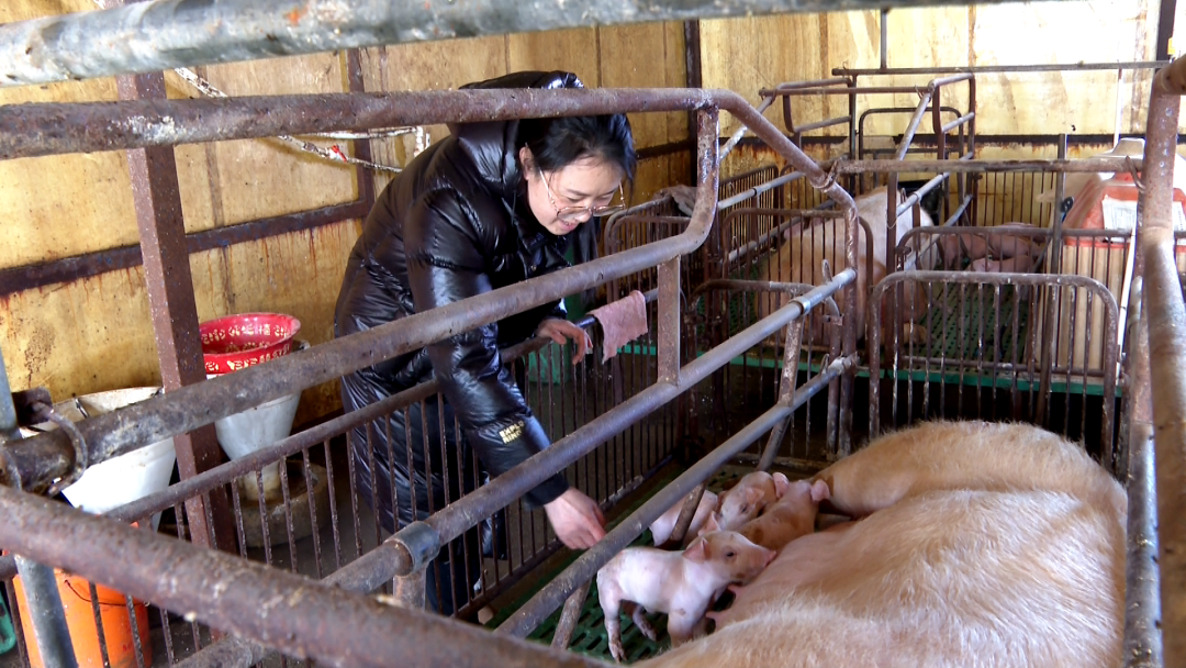 台湾养猪状元致富经_河南养猪状元_养猪女状元