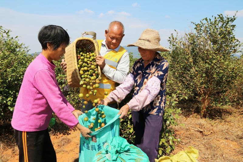 油茶成为江西林农“致富树”