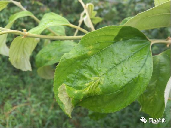 沾化冬枣种植技术_枣的种植技术_台湾大青枣种植技术