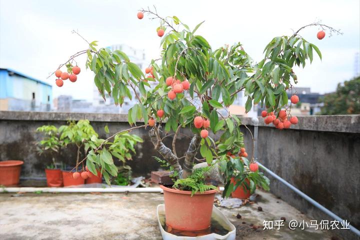 种植致富宝典_致富宝种植视频_视频致富种植宝怎么下载