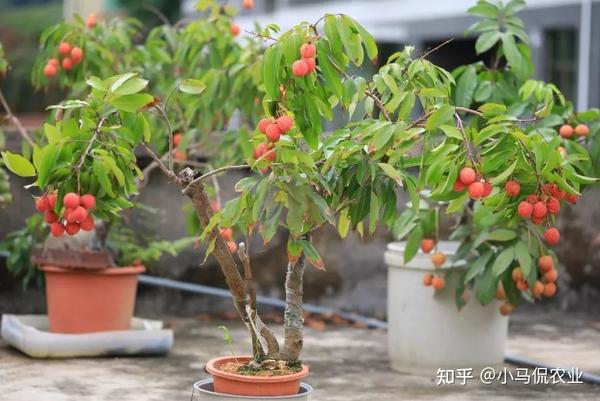 视频致富种植宝怎么下载_致富宝种植视频_种植致富宝典