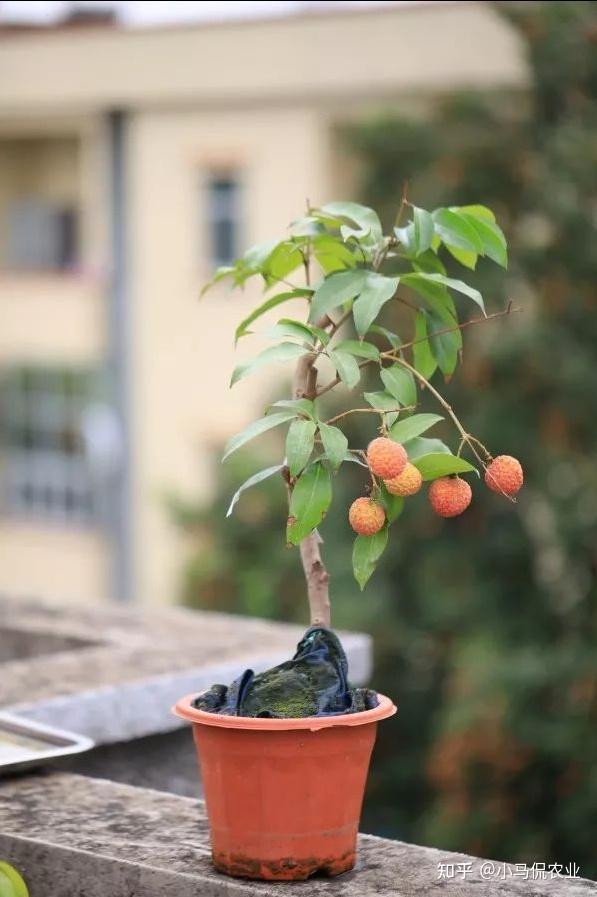 种植致富宝典_致富宝种植视频_视频致富种植宝怎么下载