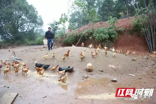 土鸡养殖致富_土鸡养殖致富经2019年全集_致富养殖土鸡图片