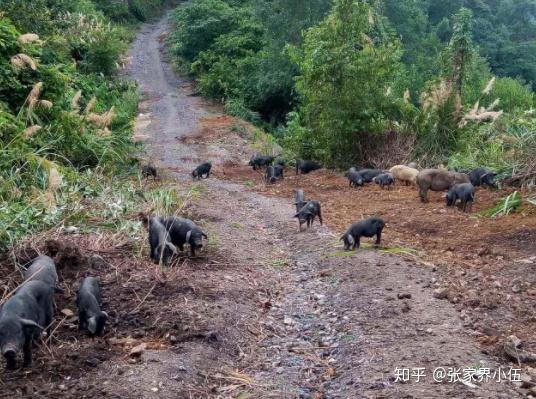 重庆黑猪养殖场_重庆养殖致富黑猪_重庆黑猪养殖厂址和电话