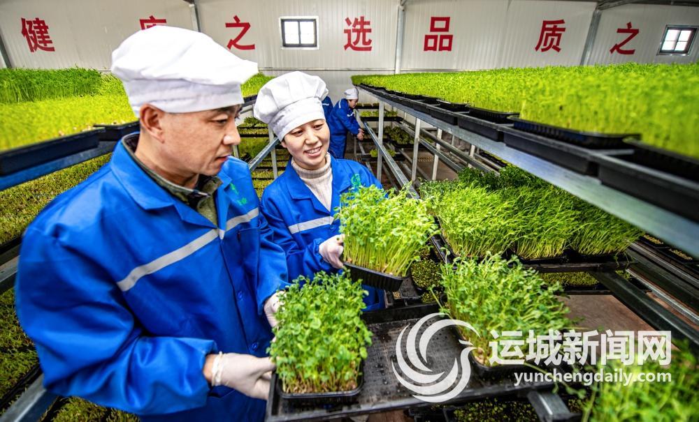 致富经芽苗菜视频_致富经芽苗菜种植业_做芽苗菜致富案例