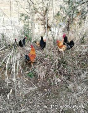 致富养殖土鸡视频_致富养殖土鸡怎么样_土鸡养殖致富