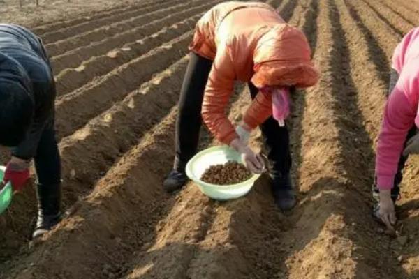 板蓝根种植技术，深翻土地30厘米以上种植最佳