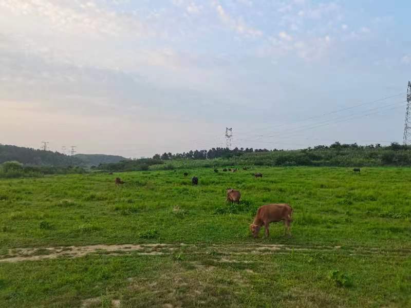 阳新江荣村江兴全：从牛贩子到养牛专业户  致富路上牛劲十足