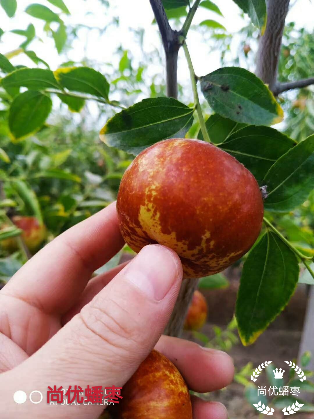 台湾大青枣种植技术_枣的种植技术_冰糖枣种植技术