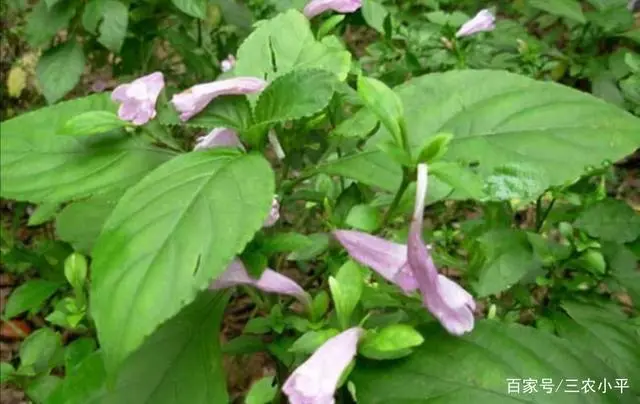 视频种植板蓝根技术要求_板蓝根种植技术视频_2021年种植板蓝根的效益