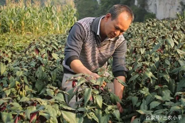 视频种植板蓝根技术要求_板蓝根种植技术视频_2021年种植板蓝根的效益