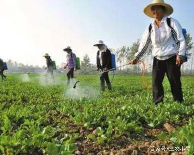 板蓝根种植技术视频_视频种植板蓝根技术要求_2021年种植板蓝根的效益