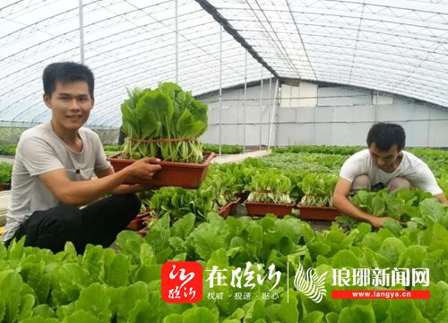 郯城大棚种植致富_大棚致富项目_山东大棚种植基地