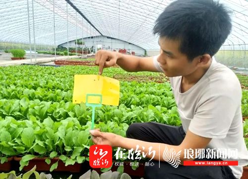 郯城大棚种植致富_山东大棚种植基地_大棚致富项目