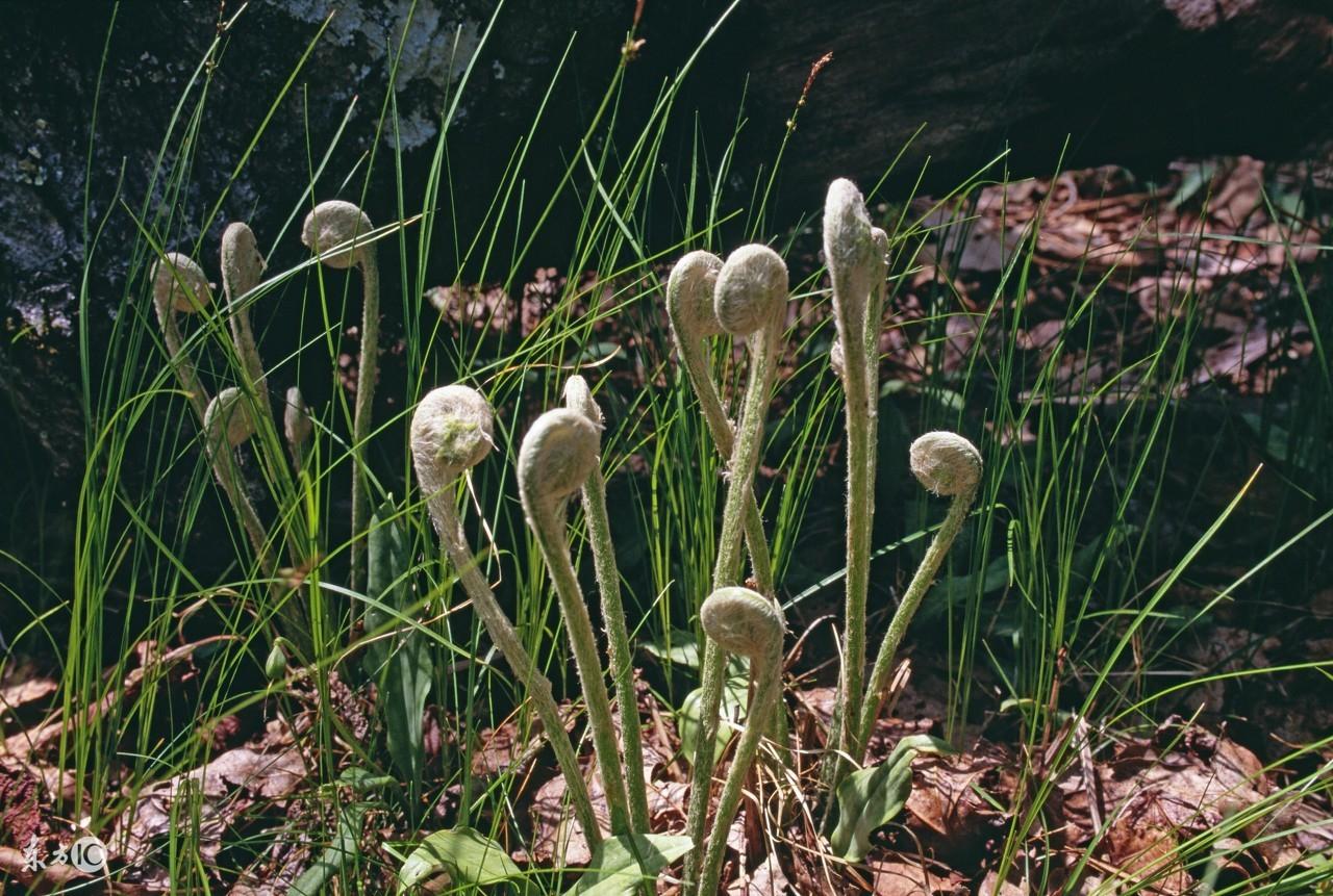 做芽苗菜致富案例_致富经芽苗菜的故事_致富经芽苗菜视频