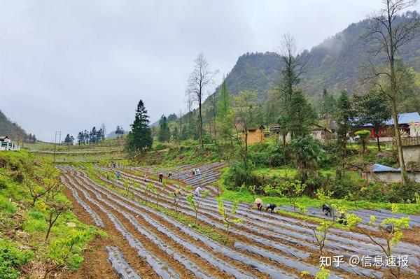 种植辣椒致富增收_致富辣椒增收种植技术视频_辣椒致富经