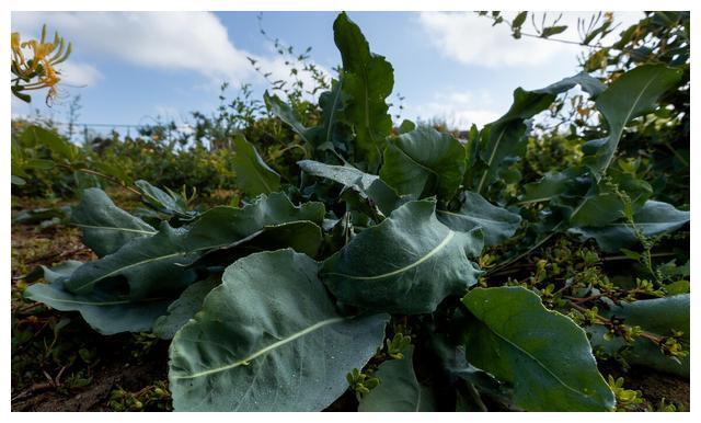 板蓝根种植技术视频_怎样种植板蓝根视频_2021年种植板蓝根的效益