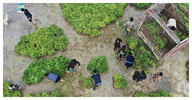 板蓝根种植技术视频_2021年种植板蓝根的效益_怎样种植板蓝根视频