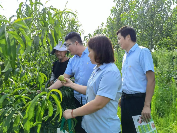 山东大棚种什么挣钱_郯城大棚种植致富_山东大棚种植