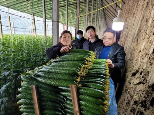 山东大棚种什么挣钱_山东大棚种植_郯城大棚种植致富