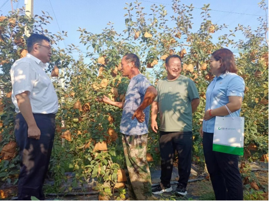 山东大棚种什么挣钱_郯城大棚种植致富_山东大棚种植