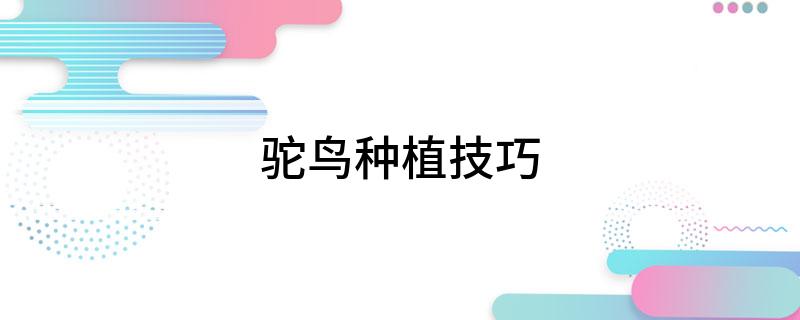 驼鸟养殖条件_养殖技术驼鸟教学视频_驼鸟的养殖技术