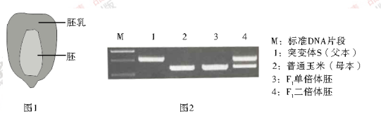 玉米(2n=20)是我国栽培面积最大的作物