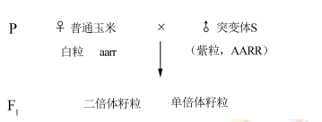 白玉米怎么种_玉米种植吧_白玉米种植技术