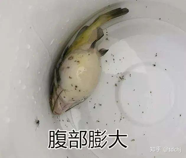 如何综合防控黄颡鱼腹水病（大肚子病）？