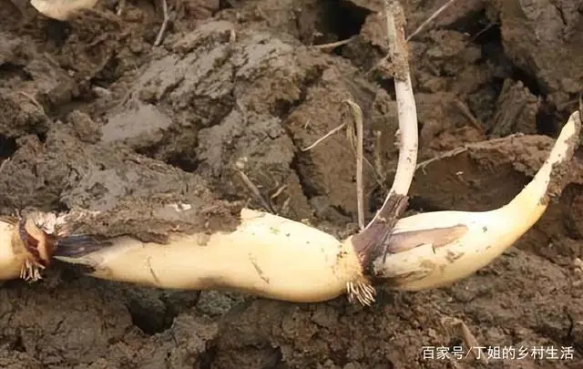 莲藕是我们生活中的常见菜，掌握莲藕种植7大技巧，经济效益显著