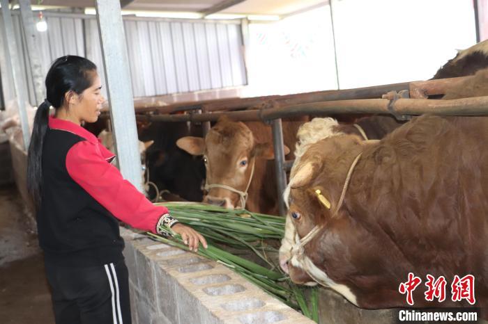 云南墨江：东西部协作肉牛养殖项目带动哈尼村寨增收致富