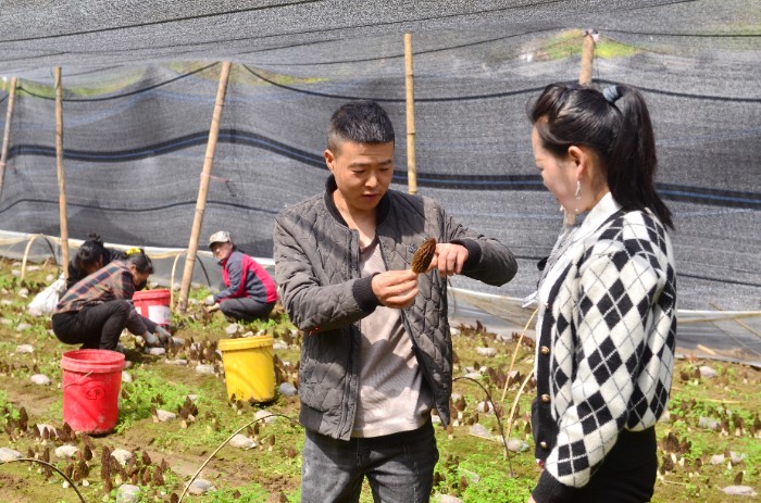 王建波（左二）在给人讲解采割羊肚菌的技巧。.JPG