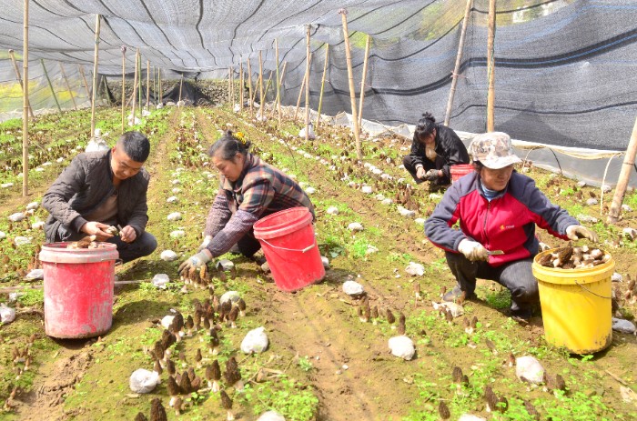 汉中适合种植哪些中草药_汉中种植作物_汉中种植致富