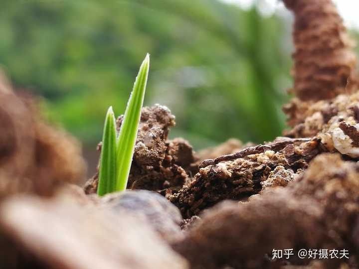 致富兰花养殖方法_致富经养殖兰花_致富兰花养殖基地地址