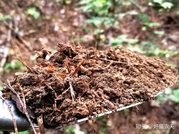 致富经养殖兰花_致富兰花养殖基地地址_致富兰花养殖方法