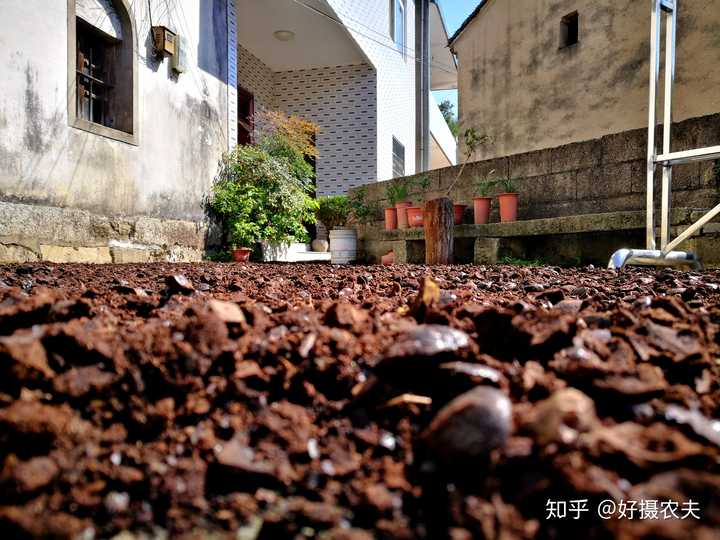 致富经养殖兰花_致富兰花养殖基地地址_致富兰花养殖方法