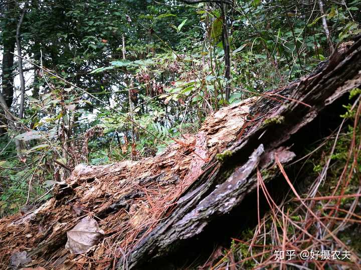 致富兰花养殖基地地址_致富经养殖兰花_致富兰花养殖方法