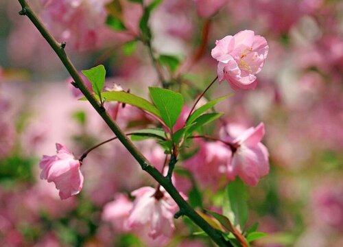 代表普通平凡的花