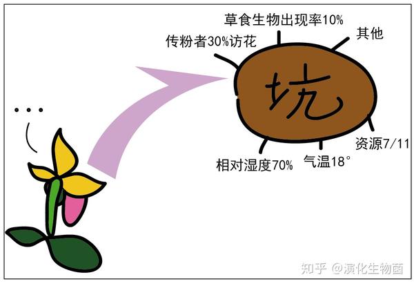 养兰致富经_兰花致富经_致富经养殖兰花