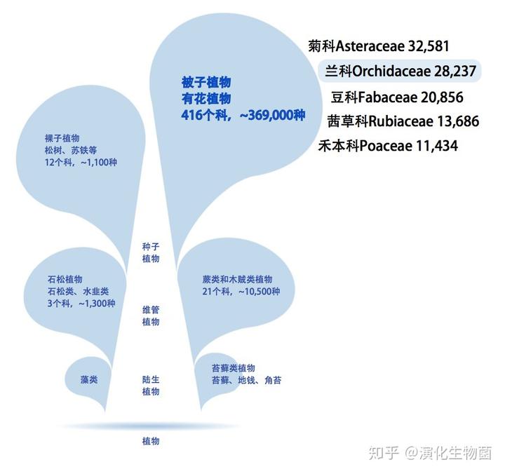 致富经养殖兰花_养兰致富经_兰花致富经