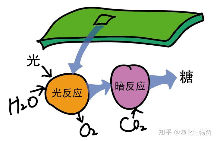 养兰致富经_兰花致富经_致富经养殖兰花