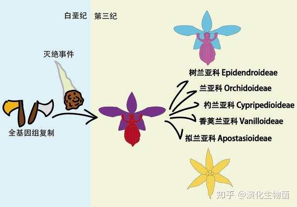 养兰致富经_兰花致富经_致富经养殖兰花