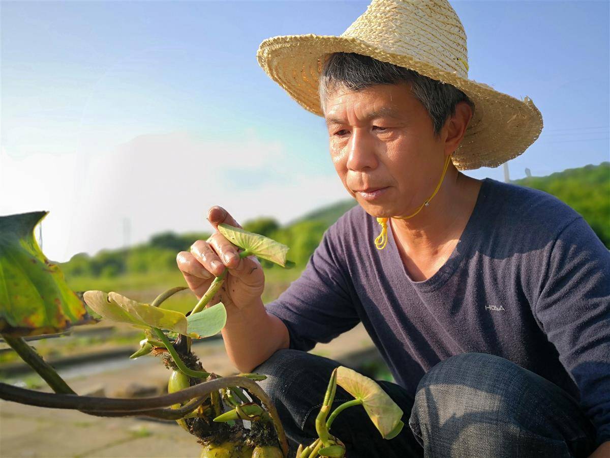 科技苑莲藕种植视频技术_莲藕种植与管理技术视频_视频种植莲藕管理技术要点