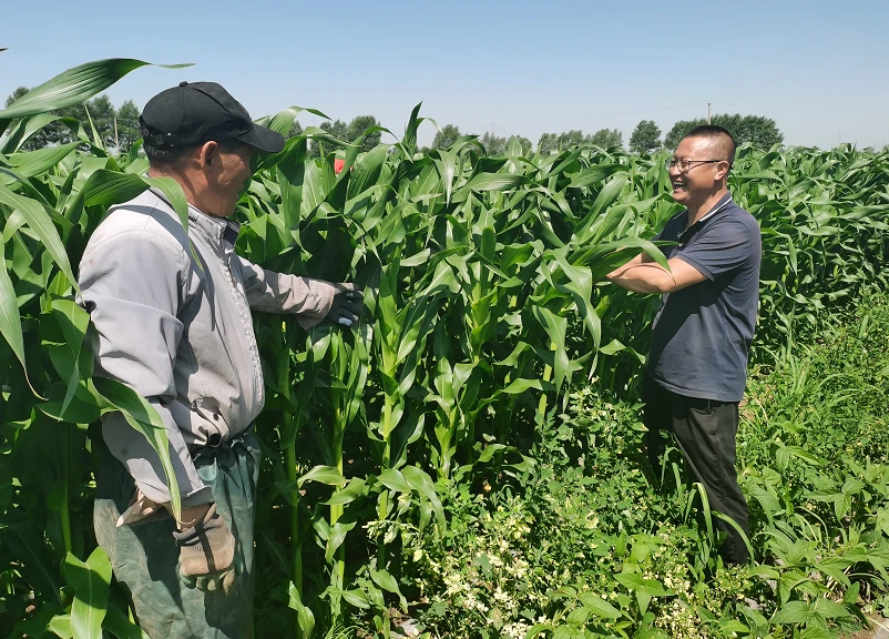 内蒙古乌兰察布市集宁区：大豆玉米带状复合种植促农业增效农民增收