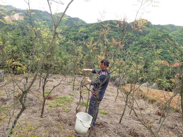 种植党参的有利条件_农村党参种植致富_种植党参的药效怎么样