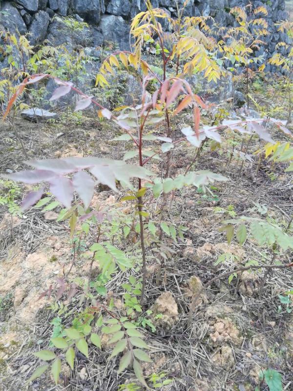 农村党参种植致富_种植党参的有利条件_种植党参的药效怎么样