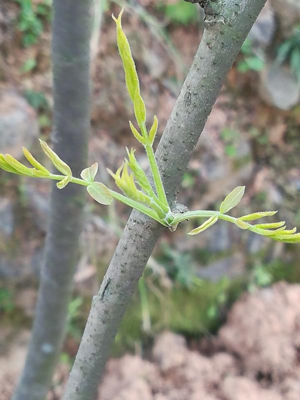 种植党参的有利条件_农村党参种植致富_种植党参的药效怎么样