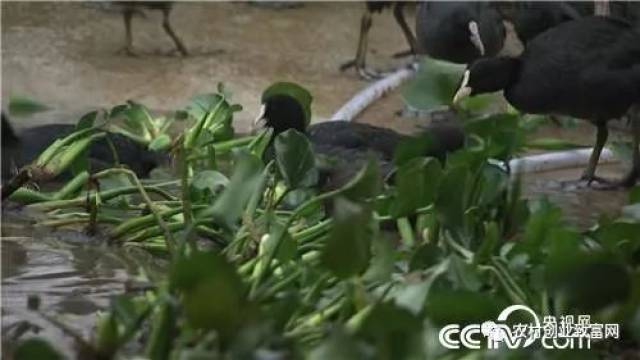 喂猪的猪饲料_养不吃饲料的猪致富经_农家饲料喂猪致富