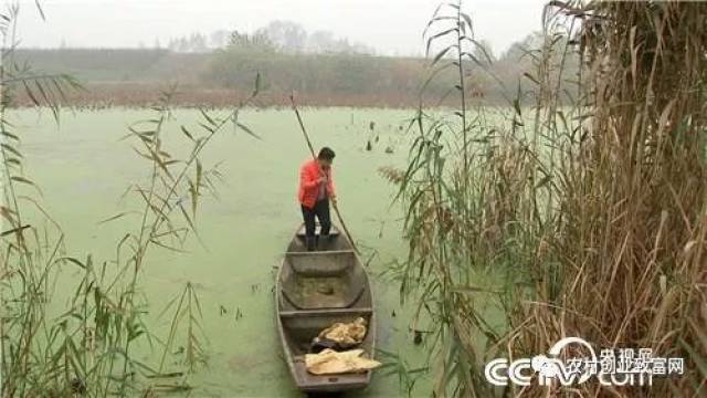 喂猪的猪饲料_农家饲料喂猪致富_养不吃饲料的猪致富经